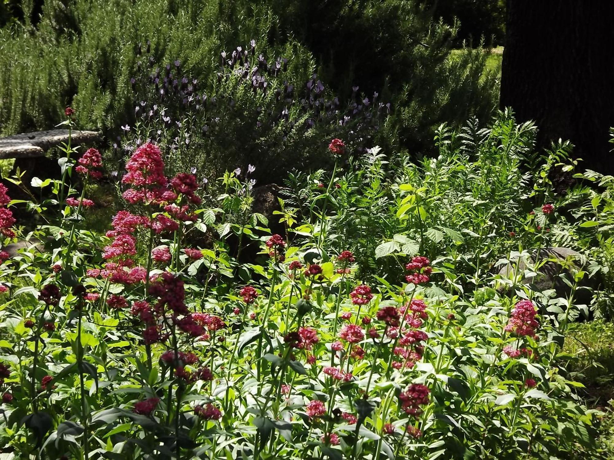 Backyard Garden Oasis Bed and Breakfast Middletown Buitenkant foto
